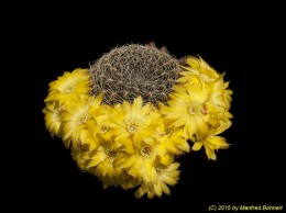 Sulcorebutia cardenasiana HS41a 2129